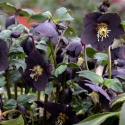 Honeymoon® New York Night Lenten Rose -Great Garden Plants Shop 668 Honeymoon New York Night Lenten Rose 3