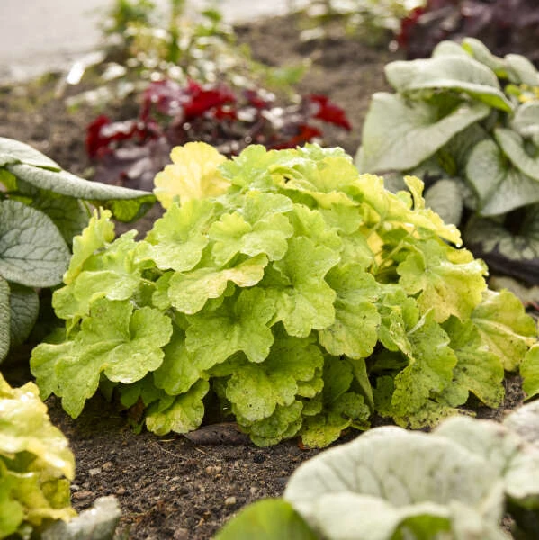 Primo® Pistachio Ambrosia Coral Bells Primo® Pistachio Ambrosia Coral Bells -Great Garden Plants Shop 669 Primo Pistachio Ambrosia Coral Bells 3