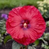 Summerific® 'Valentine's Crush' Perennial Hibiscus