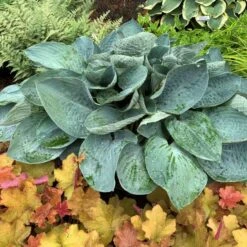 Shadowland® 'Above The Clouds' Hosta -Great Garden Plants Shop 672 Shadowland Above The Clouds Hosta 3