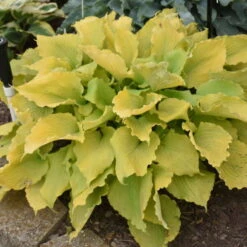 Shadowland® 'Echo The Sun' Hosta