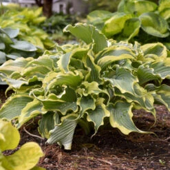 Shadowland® 'Voices In The Wind' Hosta -Great Garden Plants Shop 675 Shadowland Voices In The Wind Hosta 4