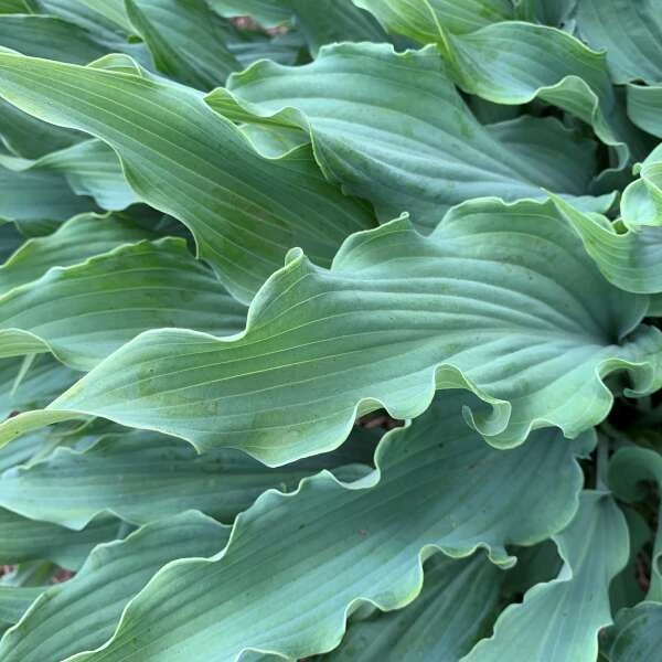 'Wild Imagination' Hosta 'Wild Imagination' Hosta -Great Garden Plants Shop 676 WildImagination Hosta 1