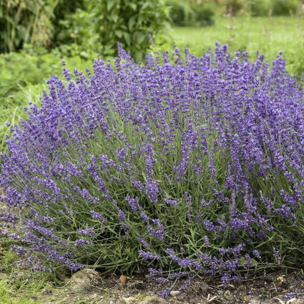 'Imperial Gem' Lavender 'Imperial Gem' Lavender -Great Garden Plants Shop 677 Imperial Gem Lavender 2