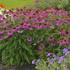 PowWow® Wild Berry Coneflower -Great Garden Plants Shop 67e5e69a254d934546bfa5ca86736fa0