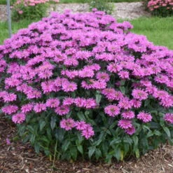 Upscale™ 'Lavender Taffeta' Bee Balm -Great Garden Plants Shop 680 Upscale Lavender Taffeta Bee Balm 3