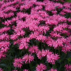 Upscale™ 'Pink Chenille' Bee Balm -Great Garden Plants Shop 681 Monarda Pink Chenille Bee Balm 3