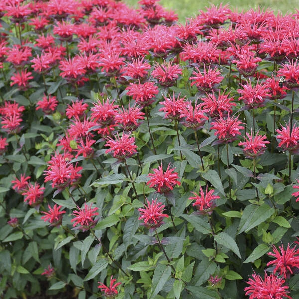 Upscale™ 'Red Velvet' Bee Balm Upscale™ 'Red Velvet' Bee Balm -Great Garden Plants Shop 682 Monarda Red Velvet 1