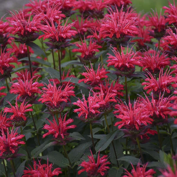 Upscale™ 'Red Velvet' Bee Balm Upscale™ 'Red Velvet' Bee Balm -Great Garden Plants Shop 682 Monarda Red Velvet 2