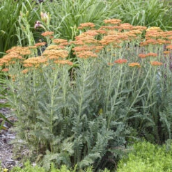 'Sassy Summer Sunset' Yarrow -Great Garden Plants Shop 688 Sassy Summer Sunset Yarrow 1