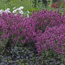 'Rosie Posie' Hummingbird Mint -Great Garden Plants Shop 691 Rosie Posie Hummingbird Mint 3