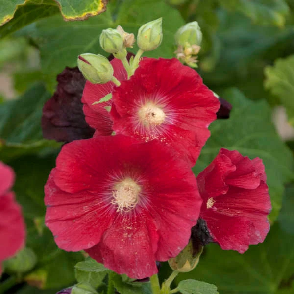 'Mars Magic' Hollyhock 'Mars Magic' Hollyhock -Great Garden Plants Shop 694 Mars Magic Hollyhock 2