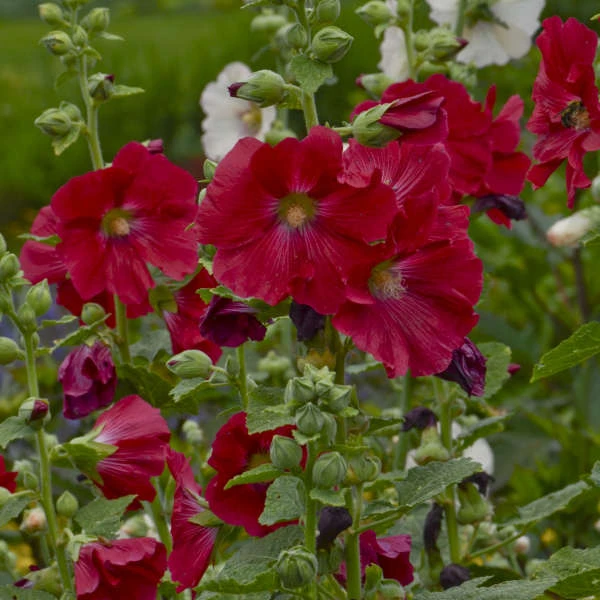 'Mars Magic' Hollyhock 'Mars Magic' Hollyhock -Great Garden Plants Shop 694 Mars Magic Hollyhock 3
