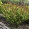Decadence® 'Cherries Jubilee' False Indigo