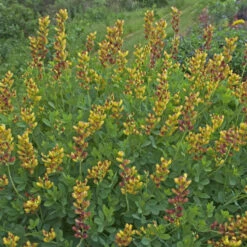 Decadence® 'Cherries Jubilee' False Indigo -Great Garden Plants Shop 697 Decadence Cherries Jubilee False Indigo 3