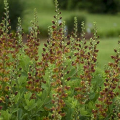 Decadence® 'Cherries Jubilee' False Indigo -Great Garden Plants Shop 697 Decadence Cherries Jubilee False Indigo 4