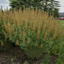 Decadence® 'Cherries Jubilee' False Indigo -Great Garden Plants Shop 697 Decadence Cherries Jubilee False Indigo 5