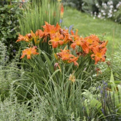 Rainbow Rhythm® 'Primal Scream' Daylily -Great Garden Plants Shop 6a3510cfb0d3d3786f9a02dd75cd745f
