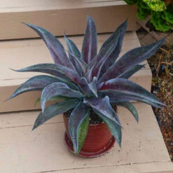 Mad About Mangave® 'Mission To Mars' Mangave -Great Garden Plants Shop 6a6cda7c97208e48f864a4bbe5b7b04e