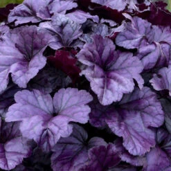 Dolce® 'Wildberry' Coral Bells -Great Garden Plants Shop 6ba28e8aa1412fb50d7cd302fba8207e