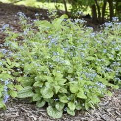 'Jack Of Diamonds' Siberian Bugloss -Great Garden Plants Shop 6faf0d3a285a7519e36a27c802aeff77