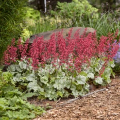 Dolce® 'Spearmint' Coral Bells -Great Garden Plants Shop 6fd96cbc9202b8d92e765d646a4941aa