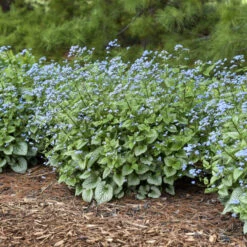 'Sterling Silver' Siberian Bugloss -Great Garden Plants Shop 700 Sterling Silver Siberian Bugloss 5