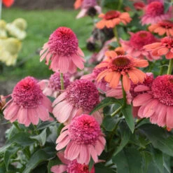 Double Dipped™ 'Rainbow Sherbet' Coneflower -Great Garden Plants Shop 706 Double Dipped Rainbow Sherbet Coneflower 3
