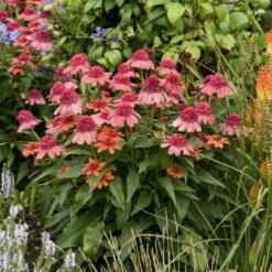 Double Dipped™ 'Rainbow Sherbet' Coneflower -Great Garden Plants Shop 706 Double Dipped Rainbow Sherbet Coneflower 4