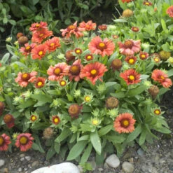 'Arizona Red Shades' Blanket Flower -Great Garden Plants Shop 710 Arizona Red Shades Blanket Flower 3