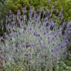 'Silver Mist' Lavender