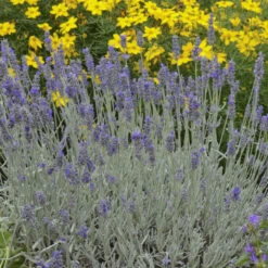 'Silver Mist' Lavender -Great Garden Plants Shop 713 Silver Mist Lavender 3