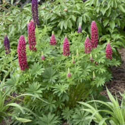 Mini Gallery™ Red Lupine -Great Garden Plants Shop 716 Mini Gallery Red Lupine 4