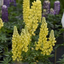 Great Garden Plants Shop -Great Garden Plants Shop 717 Mini Gallery Yellow Lupine 2