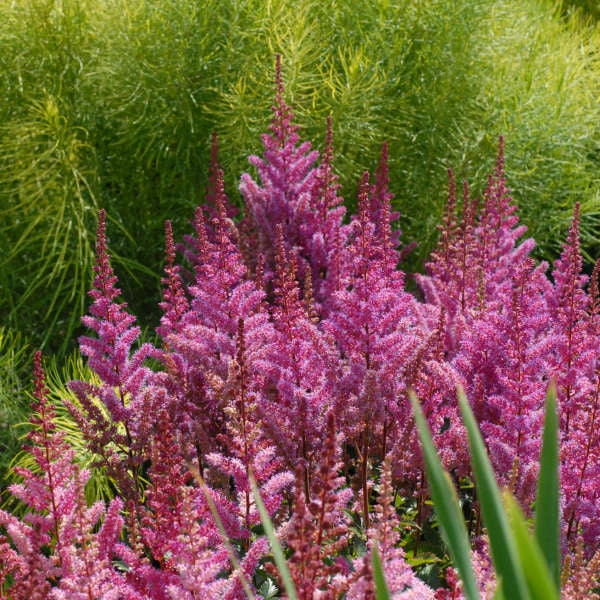 'Maggie Daley' Astilbe 'Maggie Daley' Astilbe -Great Garden Plants Shop 731 Maggie Daley Astilbe