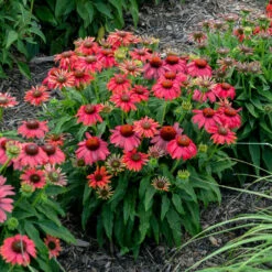 Summersong™ Firefinch™ Coneflower -Great Garden Plants Shop 733 Summersong Firefinch Coneflower 1