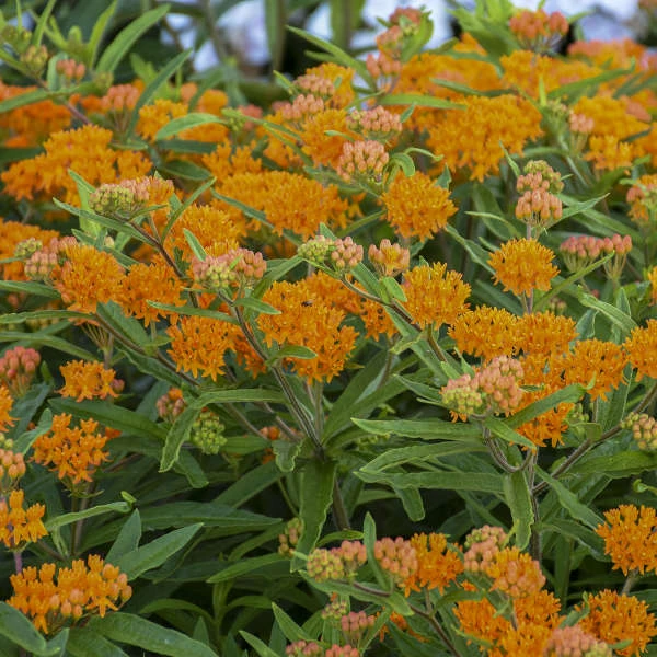 Orange Milkweed Orange Milkweed -Great Garden Plants Shop 735d3d934768896328c91cf68cd8e8cf