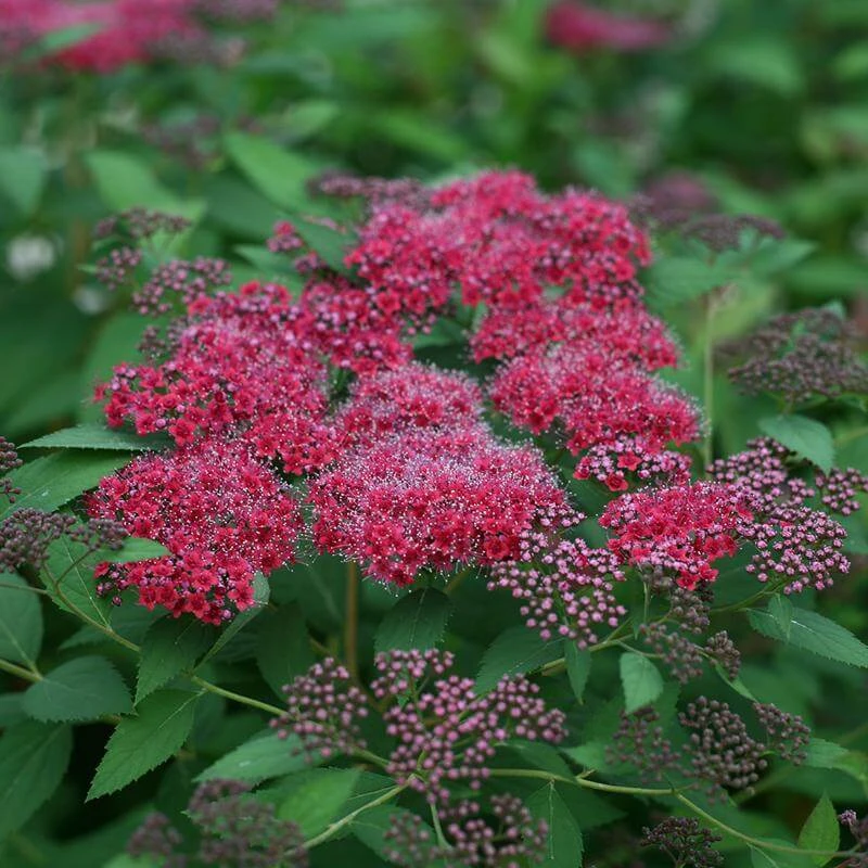 Double Play® Red Spirea Double Play® Red Spirea -Great Garden Plants Shop 781 3320 popup sw