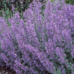 Walker's Low Catmint 4 Walker's Low Catmint -Great Garden Plants Shop 7f38d9ac0770e380fb79b256acceff3b