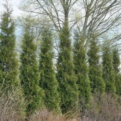 Full Speed A Hedge® 'American Pillar' Arborvitae -Great Garden Plants Shop 800 3356 popup sw