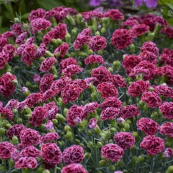Fruit Punch® 'Cherry Vanilla' Dianthus -Great Garden Plants Shop 81d7159126c580268486974f54a7b312