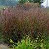 Prairie Winds® 'Cheyenne Sky' Switchgrass