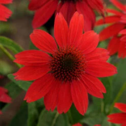 Sombrero® Salsa Red Coneflower -Great Garden Plants Shop 83f01a0420fa49b16e7eacffe9a67ecb