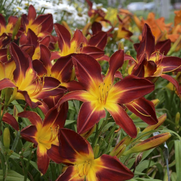 Rainbow Rhythm® 'Ruby Spider' Daylily Rainbow Rhythm® 'Ruby Spider' Daylily -Great Garden Plants Shop 843232722e226db50342951df2a564a3