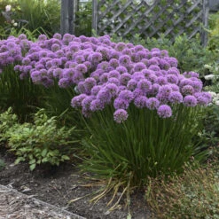 'Millenium' Allium -Great Garden Plants Shop 84c55f6ee83f67044b932c16a12b7178