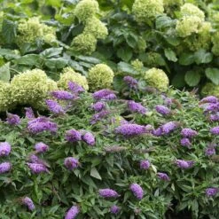 Pugster Periwinkle® Butterfly Bush -Great Garden Plants Shop 855 4139 popup