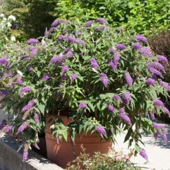 Lo & Behold® 'Purple Haze' Butterfly Bush -Great Garden Plants Shop 856 4142 popup