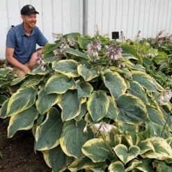 Shadowland® 'Gigantosaurus' Hosta -Great Garden Plants Shop 858e931dfdac627605d9c3b55b7fd599