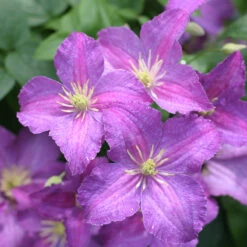 Jolly Good™ Clematis -Great Garden Plants Shop 859 4168 popup