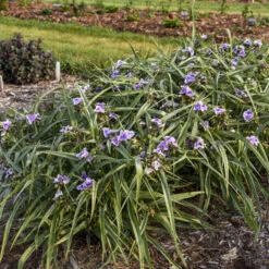'Webmaster' Spiderwort -Great Garden Plants Shop 88705ec5361d203d455270bdb04ad016